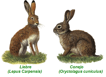 Liebre y Conejo