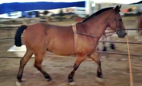 Caballo de picar