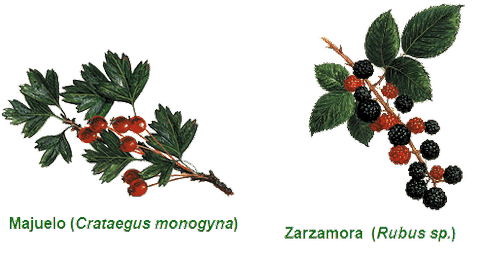 Majuelo y Zarzamora